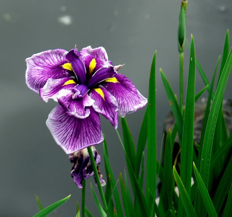 "River Flower" by LjMaxx Redbubble