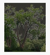 Keyhole Trees Photographic Print