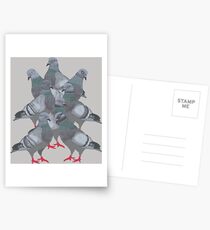Group of Pigeons Postcards
