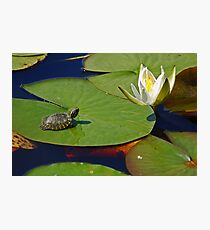 Baby Turtle and Water Lilly Photographic Print