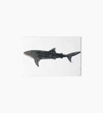 Whale shark, the largest fish on earth Art Board Print