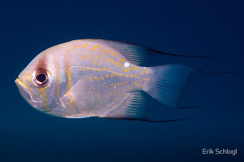 "Threadfin Pearl Perch, Ningaloo Reef" by Erik Schlogl Redbubble