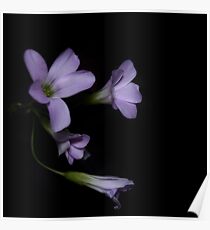 Oxalis Poster