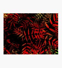 Red Foliage Photographic Print