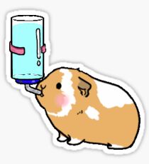Guinea Pig Drinking Water Sticker