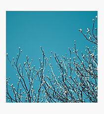 Blossoms Photographic Print