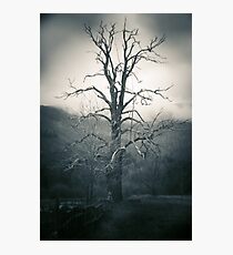 2015 L'albero vecchio Photographic Print