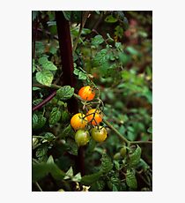 Tomato Photographic Print