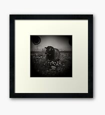 Fine Art Photograph Made With Toy Camera - Black Sheep. Framed Print