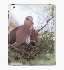 Ring-necked dove (Streptopelia capicola) on the nest. iPad Case/Skin