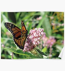 Flower Fly Poster