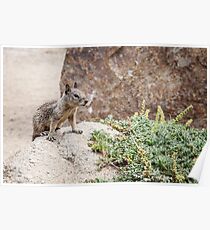 A squirrel's life Poster