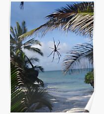 Spider By The Sea - Diani Beach Poster