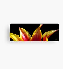 Tulip Tips Canvas Print