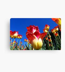 It's A Tulip Sky Canvas Print