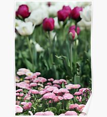 daisy and tulip flower garden spring season Poster