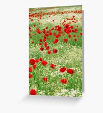 poppy and chamomile wild flowers meadow Greeting Card
