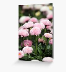 daisy flower garden spring season Greeting Card