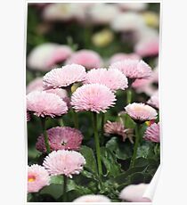daisy flower garden spring season Poster