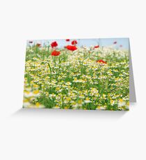 bees chamomile and poppy flower meadow spring season Greeting Card