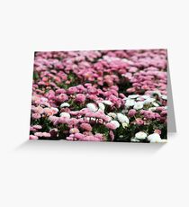daisy flower garden spring season nature background Greeting Card