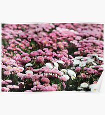 daisy flower garden spring season nature background Poster