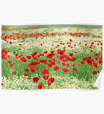 poppy and chamomile wild flowers meadow Poster