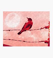 Bird on the Wire Photographic Print