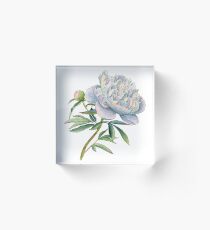 Peony in watercolor and ink by farrahdelle Acrylic Block