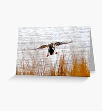 Mallard landing in wind Greeting Card