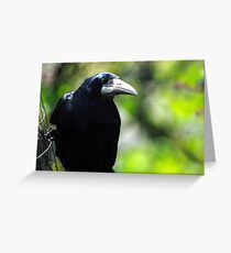Rook on feeder Greeting Card