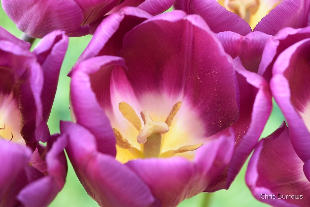 "Tulipa 'Purple Flag' Triumph Tulip" by Chris Burrows Redbubble