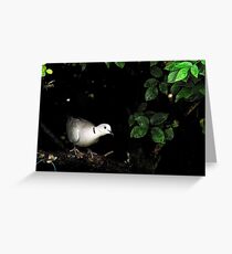 Collar dove peeks from hedge Greeting Card