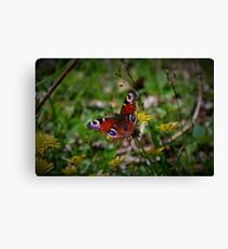 Peacock butterfly Canvas Print