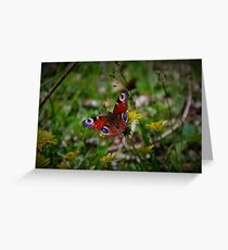Peacock butterfly Greeting Card