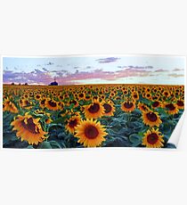 Sunflower Sunset Poster