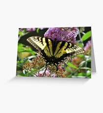 Tiger Swallowtail Butterfly Greeting Card