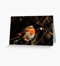 Cold, scruffy robin Greeting Card