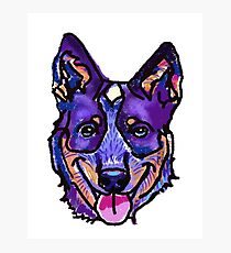 The happy Heeler love of my life Photographic Print