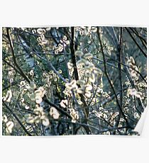 Salix Blossoms and Light Poster