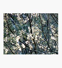 Salix Blossoms and Light Photographic Print