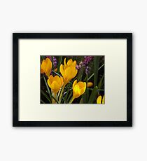 Sunny Crocus Framed Print