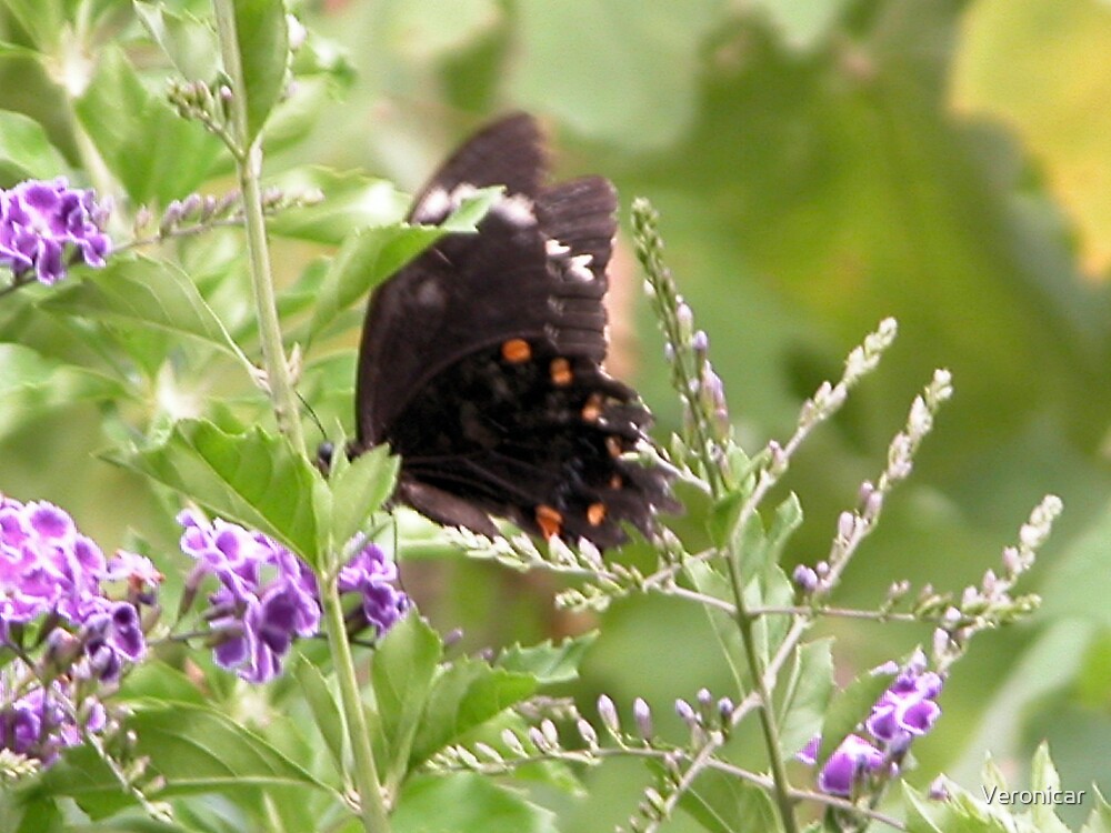 "'Black Butterfly Orange Spots'" by Veronicar Redbubble