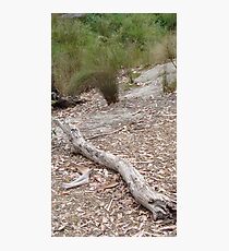 Healesville Sanctuary Photographic Print