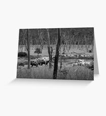 Mustering Cattle Greeting Card