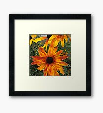 Black Eyed Susans Framed Print