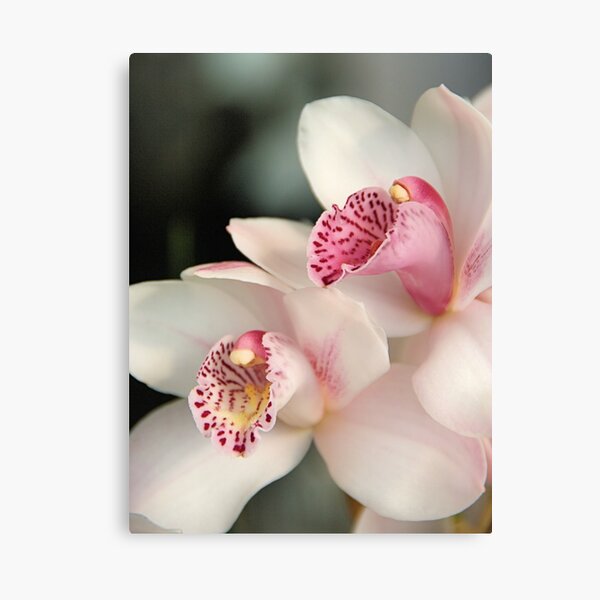 Orchid Canvas Print