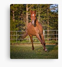 Arabian Gelding Canvas Print