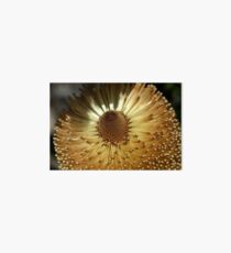 Banksia at Wittunga Art Board