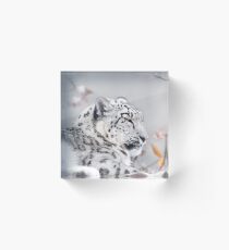 Snow Leopard Acrylic Block